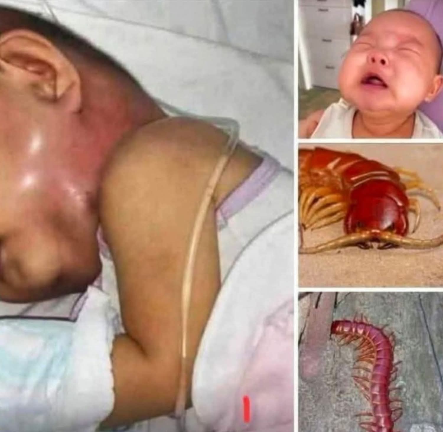 ever EVER kill a house centipede again 😱😱😱. I had no idea….Read more